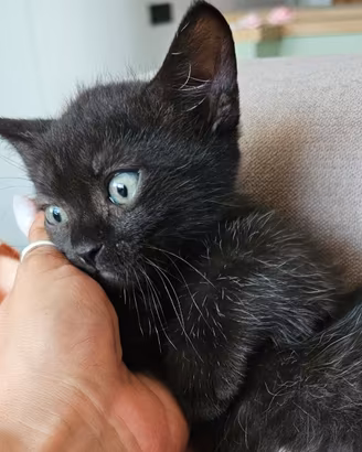 Munchkin zampe corte gatto bassotto
