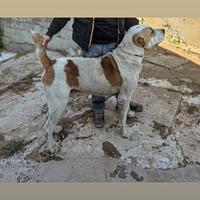 Disponibile per monte Alabai purissimo