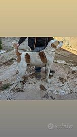 Disponibile per monte Alabai purissimo