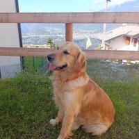 Golden Retriver 5 anni
