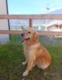Golden Retriver 5 anni