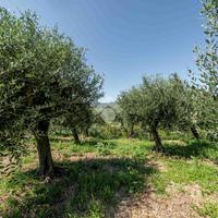 TER. AGRICOLO A RONCÀ