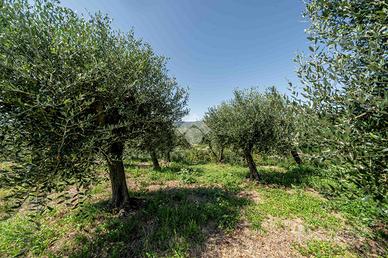 TER. AGRICOLO A RONCÀ