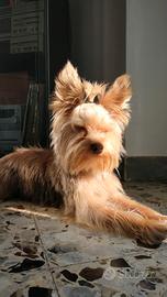 Yorkshire terrier Toy x cucciolata