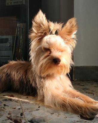 Yorkshire terrier Toy x cucciolata