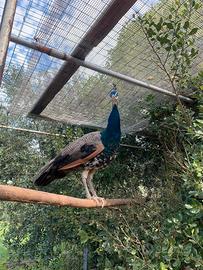 Disponibile pavone maschio