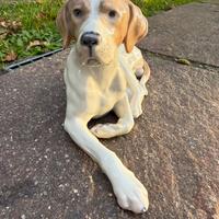 Royal Copenhagen - Cane - 1635 - made in Denmark