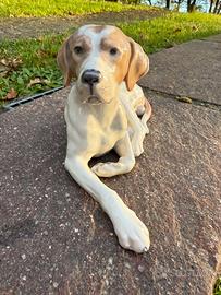 Royal Copenhagen - Cane - 1635 - made in Denmark