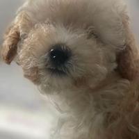 Cucciola di Barboni toy con Pedigree Enci