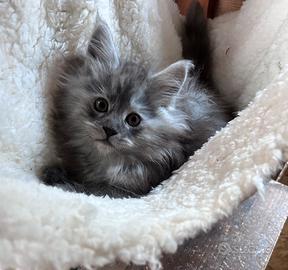 Cucciola Maine coon
