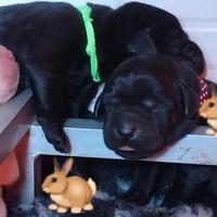 Cuccioli Gialli e Neri di Labrador con pedigree