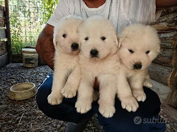 Pastore abruzzese maremmano