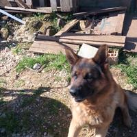 Max pastore tedesco maschio disponibile per accopp