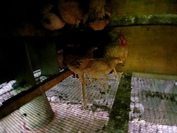 Gallune e gallo