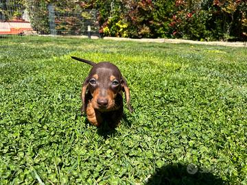 Cuccioli bassotti nani e kaninchen