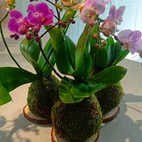 Kokedama vero con Orchidea