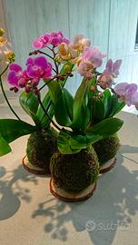 Kokedama vero con Orchidea