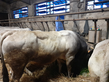 Toro piemontese da ristallo