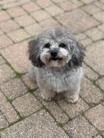 Barboncino toy grigio per monta