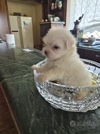 Cuccioli di Maltese