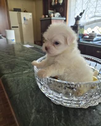 Cuccioli di Maltese