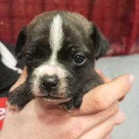 Cuccioli incrocio carlino