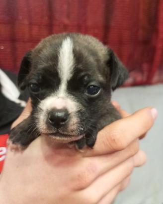 Cuccioli incrocio carlino