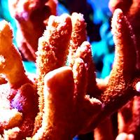 Acquario marino coralli