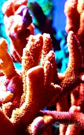 Acquario marino coralli