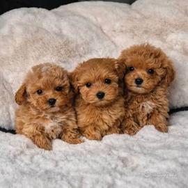 Maltipoo Nani una vera dolcezza