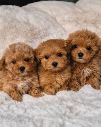 Maltipoo Nani una vera dolcezza