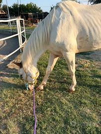 mezza fida cavallo