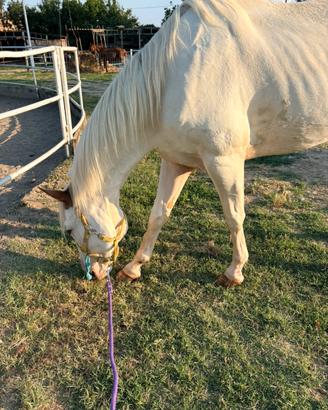 mezza fida cavallo
