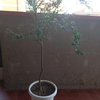 Albero di Limone Caviale 