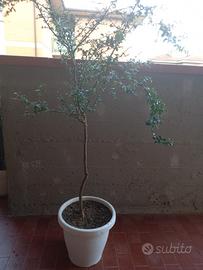 Albero di Limone Caviale 