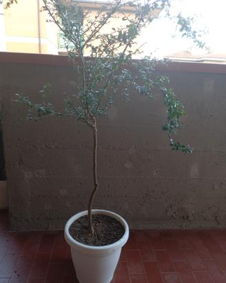 Albero di Limone Caviale 