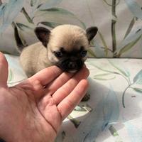 Cuccioli di chihuahua Toy