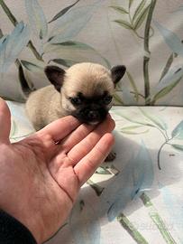 Cuccioli di chihuahua Toy