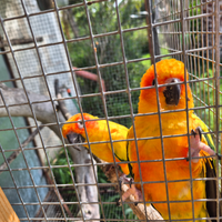 Coppia riproduttore conuro del sole