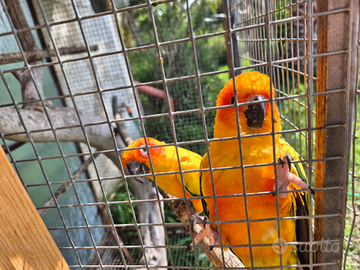 Coppia riproduttore conuro del sole