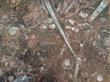 400 milioni di anni. Preziosa lastra fossile.