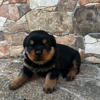 Cuccioli di Rottweiler