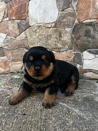 Cuccioli di Rottweiler