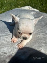 Cucciolo chihuahua maschio