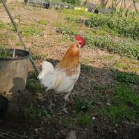 Galletti nani ornamentali