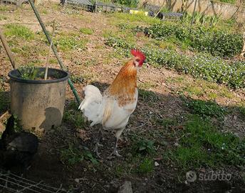 Galletti nani ornamentali