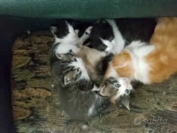 Maine Coon