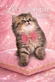 Cucciola persiana