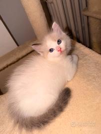 Cuccioli ragdoll