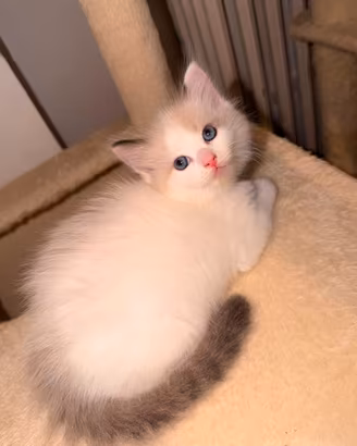 Cuccioli ragdoll